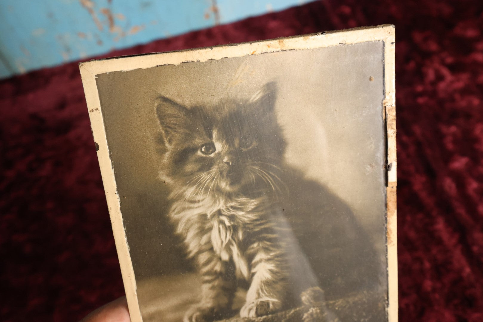 Lot 067 - Antique Glass Framed Cat Photo, Copyright "Cat Studies From Life," Published By M.T. Sheahan, Boston, Massachusetts, 1900