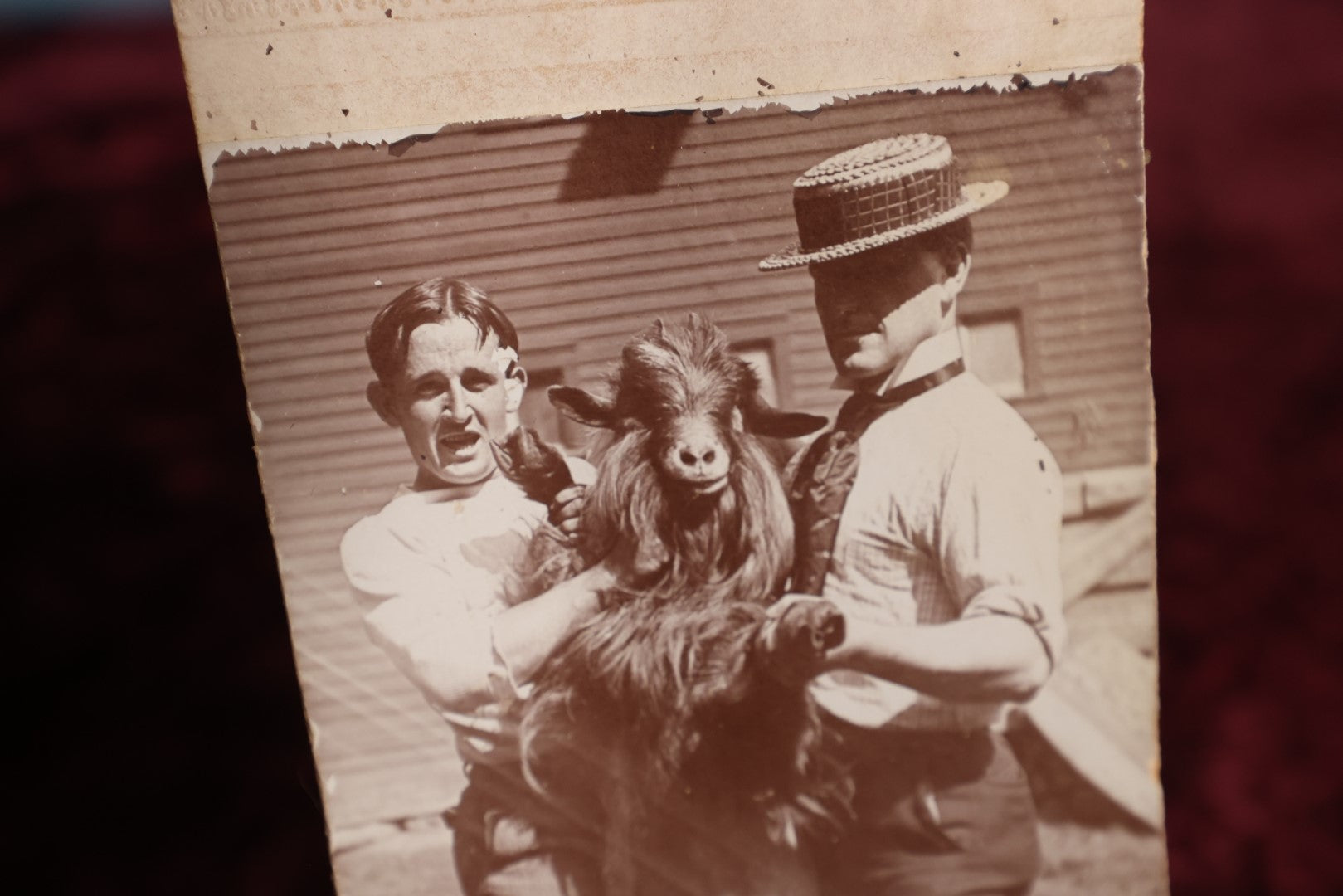 Lot 136 - Trimmed Small Boarded Photo - The A.K.K. Goat Owned By Dr. T.A. Bakemen, Two Men Holding Goat, Comical Photo