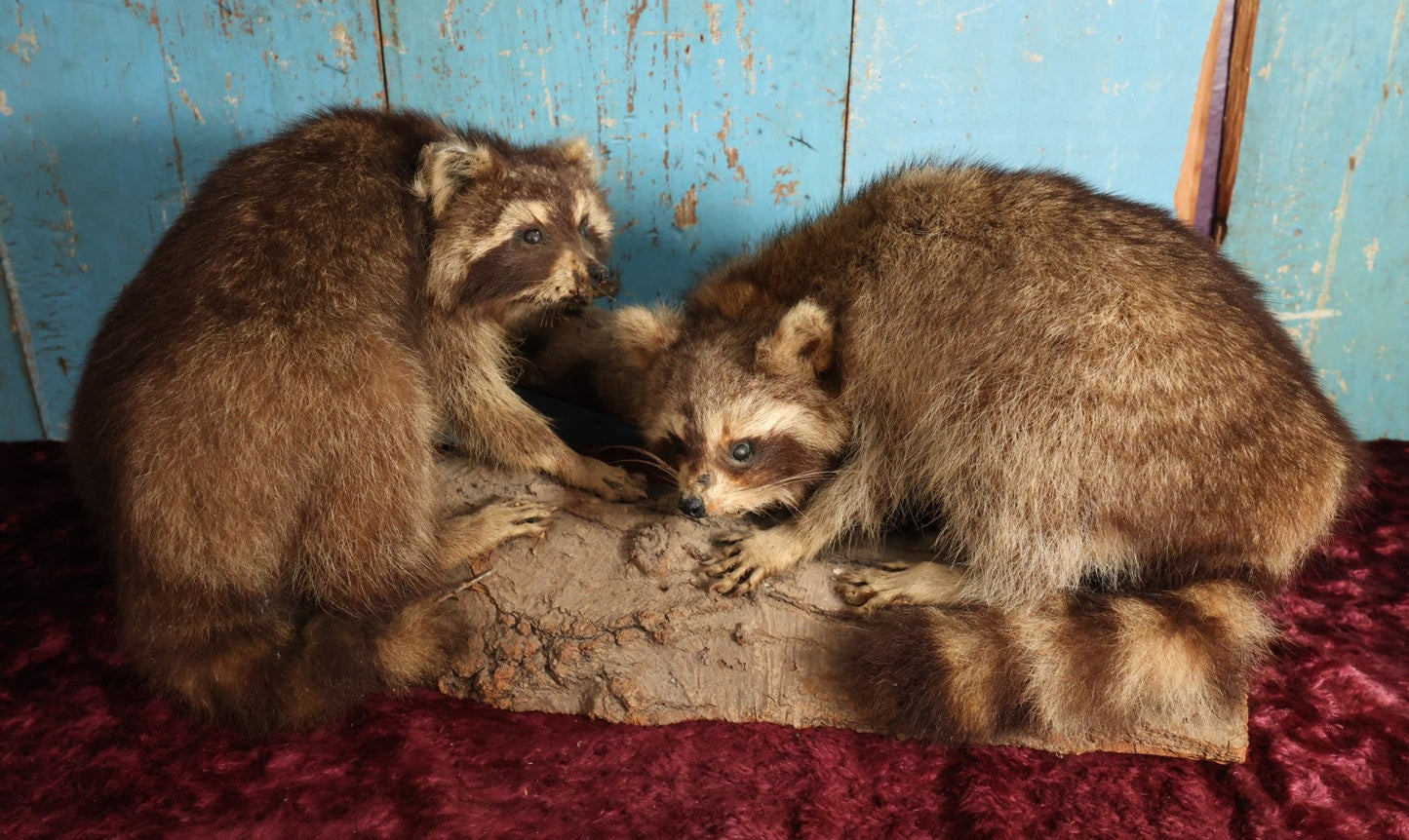 Lot 001 - Vintage Double Full Mount Raccoon Taxidermy On Real Log, Note Heavy Wear