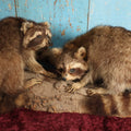 Lot 001 - Vintage Double Full Mount Raccoon Taxidermy On Real Log, Note Heavy Wear