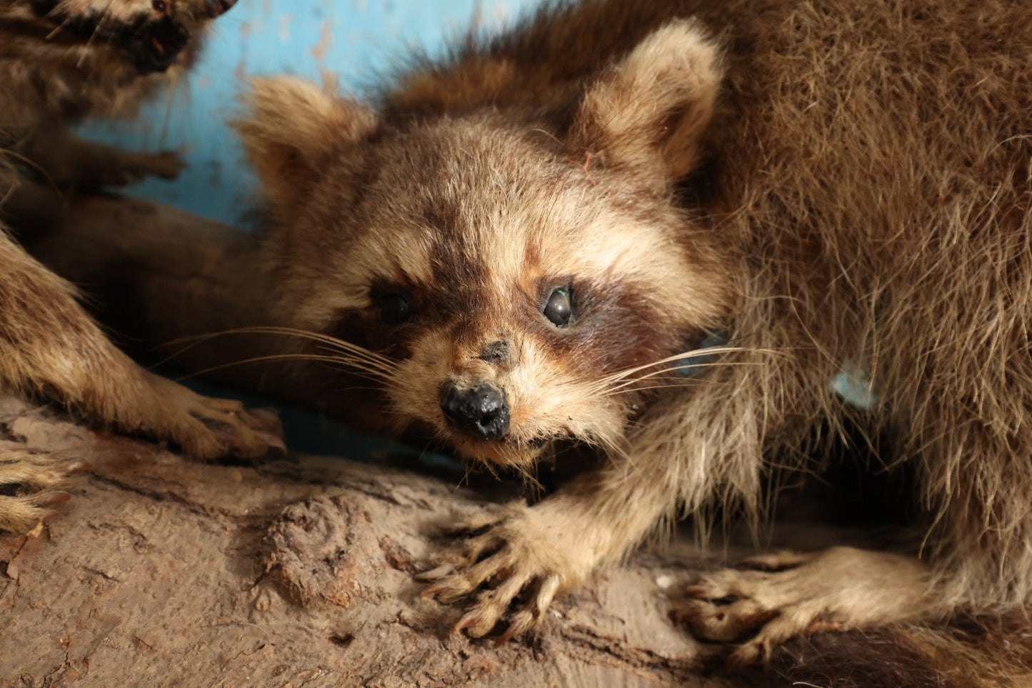 Lot 001 - Vintage Double Full Mount Raccoon Taxidermy On Real Log, Note Heavy Wear