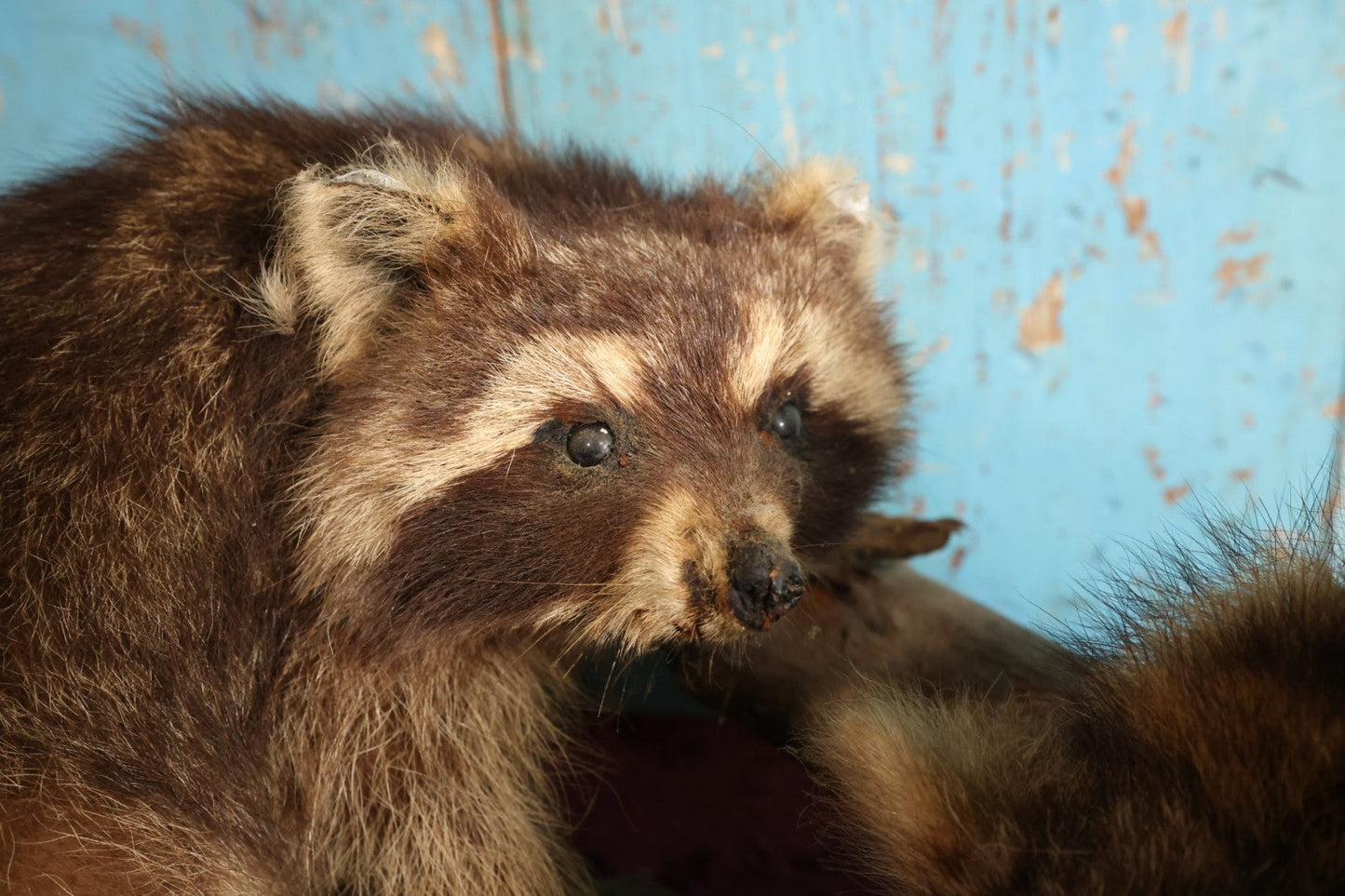 Lot 001 - Vintage Double Full Mount Raccoon Taxidermy On Real Log, Note Heavy Wear