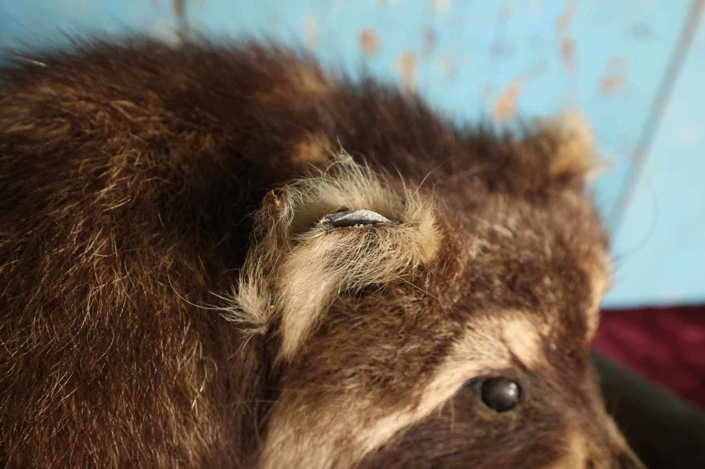 Lot 001 - Vintage Double Full Mount Raccoon Taxidermy On Real Log, Note Heavy Wear