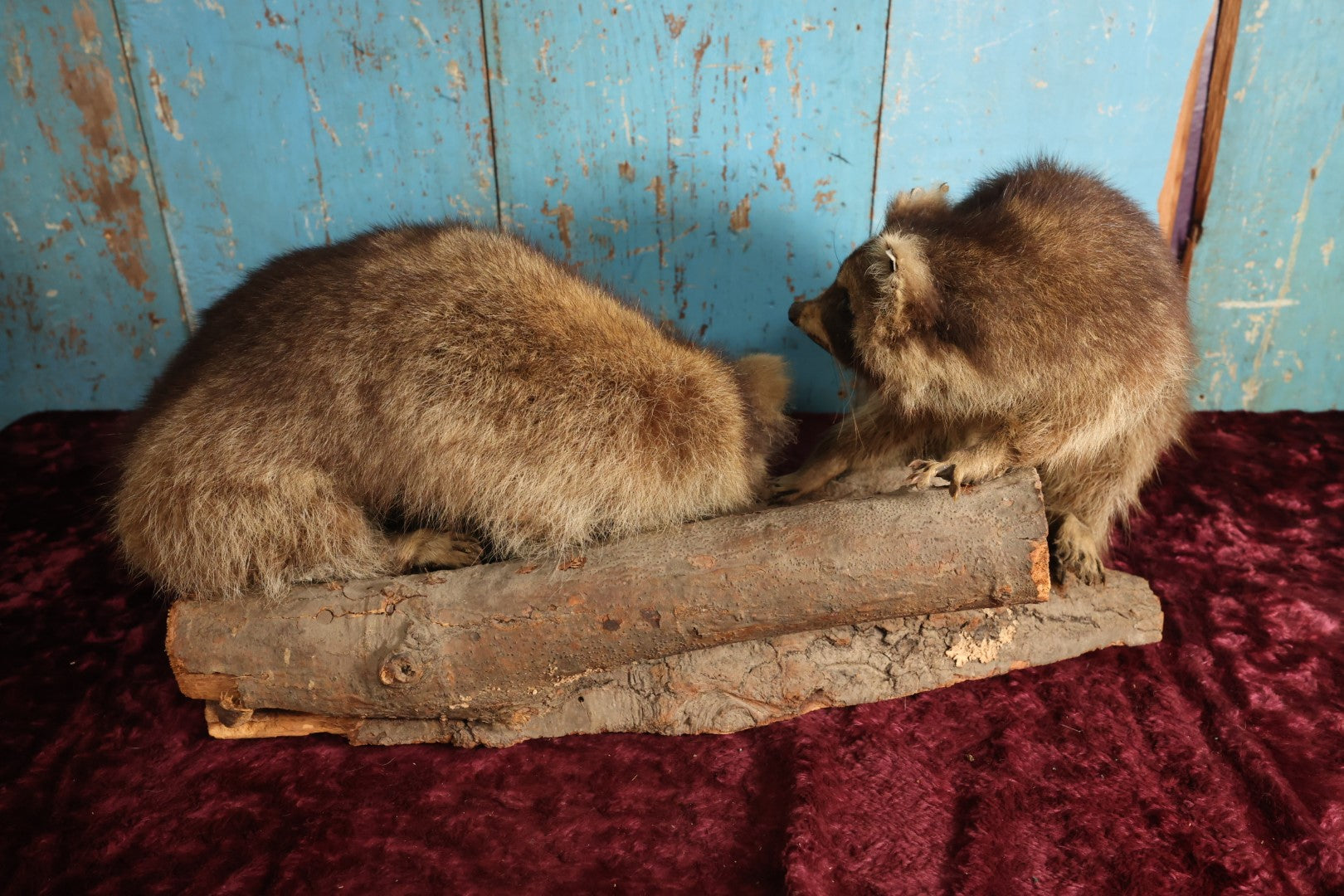 Lot 001 - Vintage Double Full Mount Raccoon Taxidermy On Real Log, Note Heavy Wear