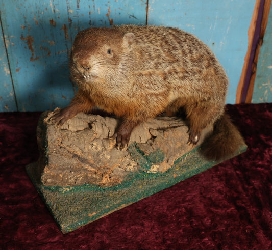 Lot 002 - Vintage Woodchuck Groundhog Marmot Full Mount Taxidermy With Real Log, Faux Grass Base, Note Wear