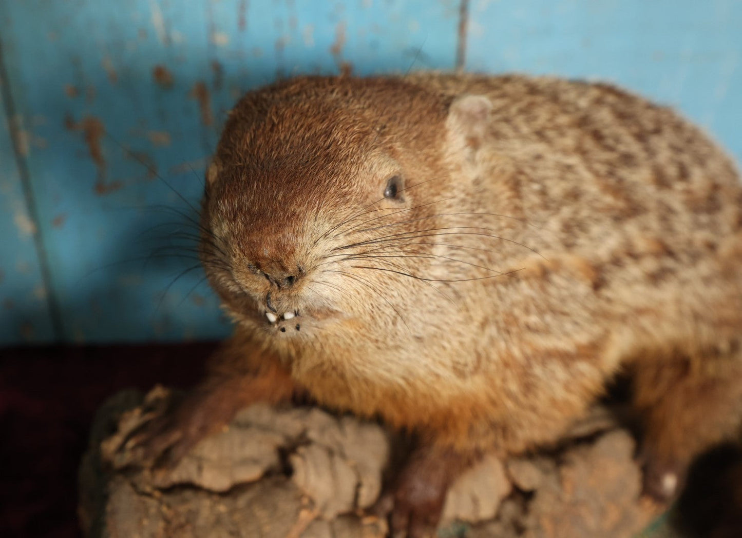 Lot 002 - Vintage Woodchuck Groundhog Marmot Full Mount Taxidermy With Real Log, Faux Grass Base, Note Wear