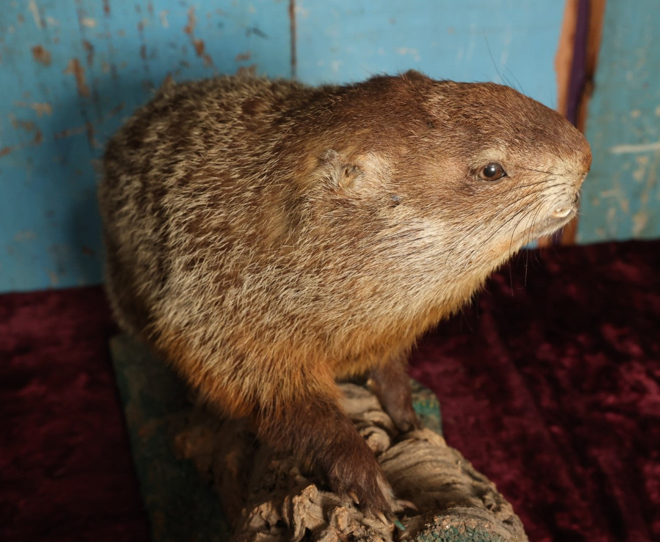 Lot 002 - Vintage Woodchuck Groundhog Marmot Full Mount Taxidermy With Real Log, Faux Grass Base, Note Wear