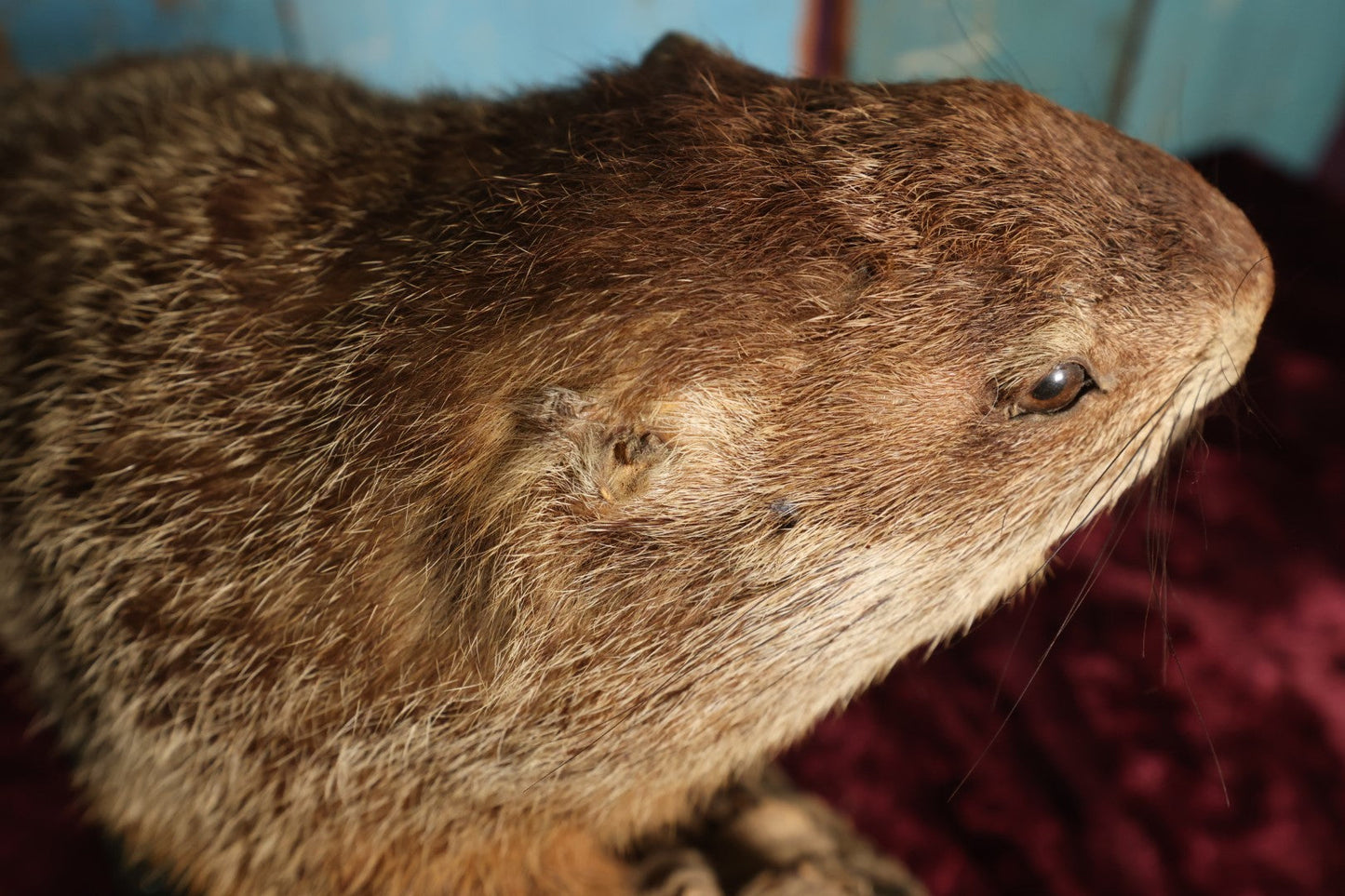 Lot 002 - Vintage Woodchuck Groundhog Marmot Full Mount Taxidermy With Real Log, Faux Grass Base, Note Wear