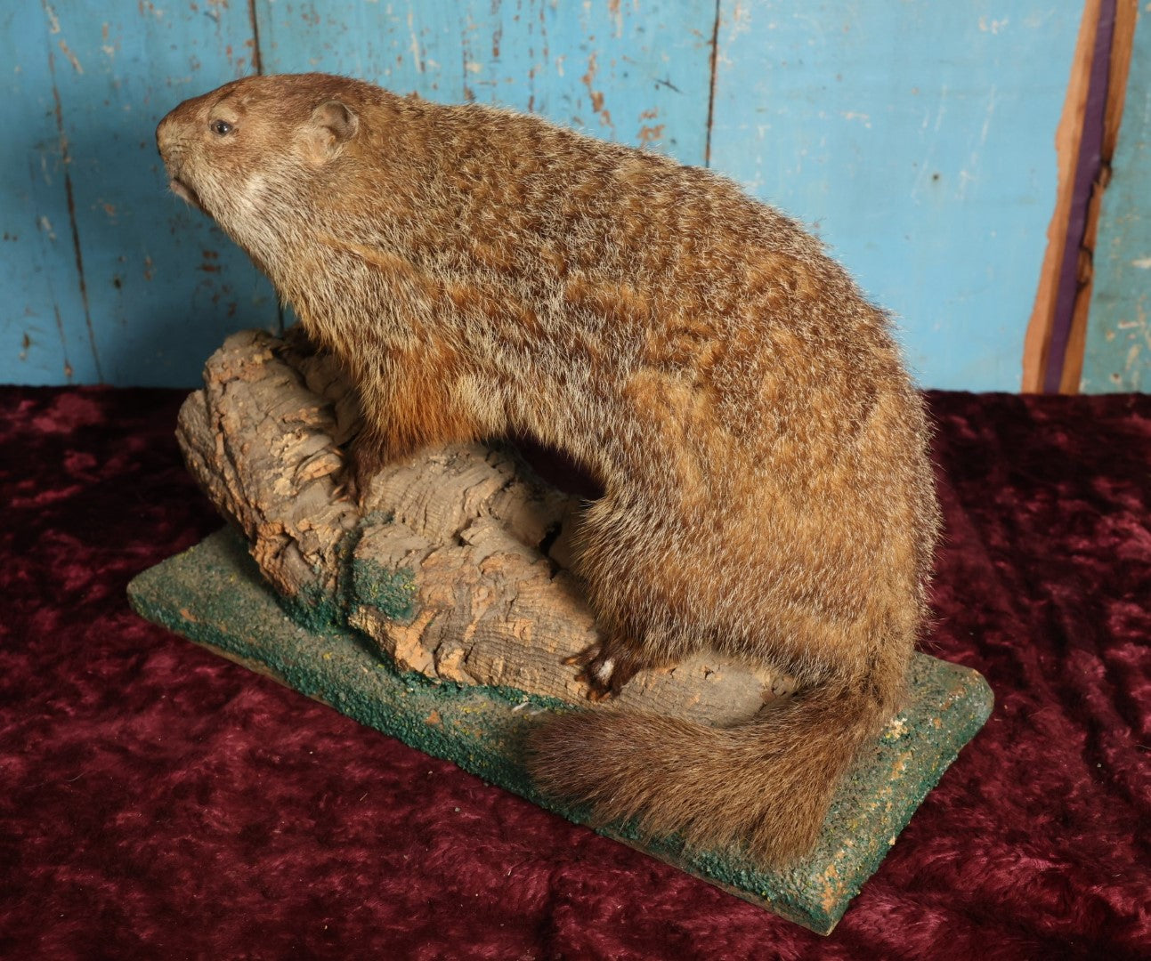 Lot 002 - Vintage Woodchuck Groundhog Marmot Full Mount Taxidermy With Real Log, Faux Grass Base, Note Wear