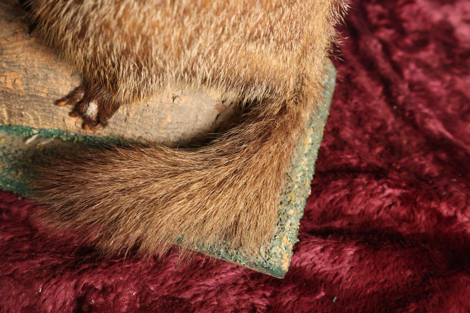 Lot 002 - Vintage Woodchuck Groundhog Marmot Full Mount Taxidermy With Real Log, Faux Grass Base, Note Wear