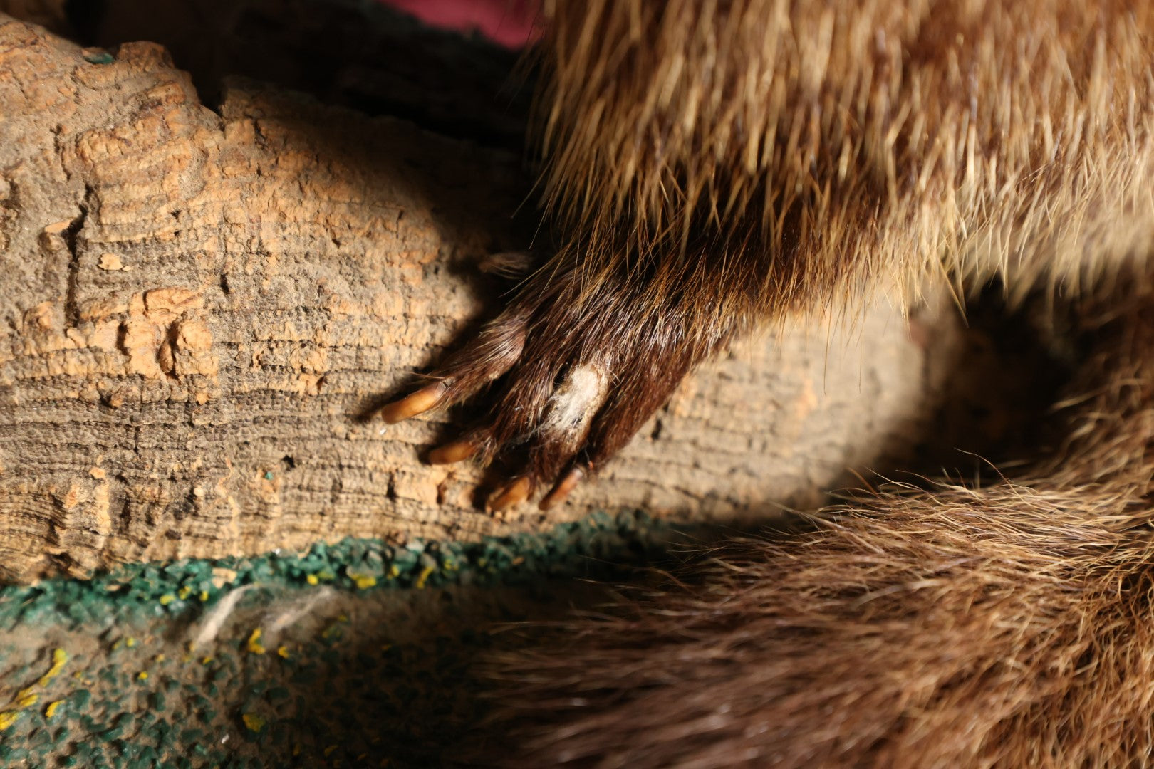 Lot 002 - Vintage Woodchuck Groundhog Marmot Full Mount Taxidermy With Real Log, Faux Grass Base, Note Wear