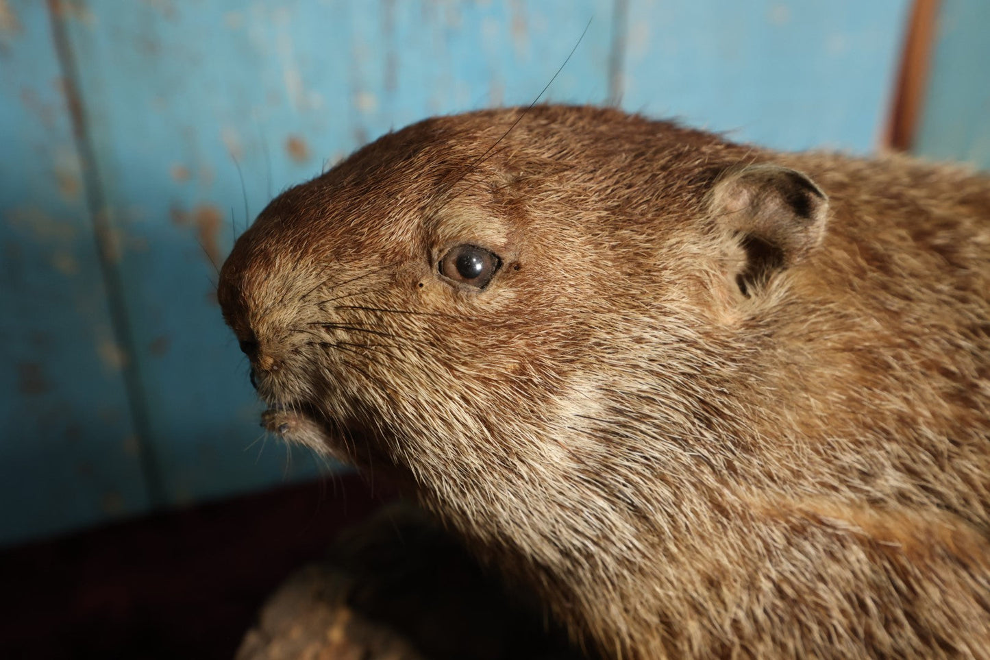 Lot 002 - Vintage Woodchuck Groundhog Marmot Full Mount Taxidermy With Real Log, Faux Grass Base, Note Wear