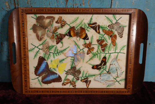 Lot 049 - Vintage Brazillian Butterfly Taxidermy Tray, Butterflies Under Glass, Inlaid Wood Surround, Sold At Florida Bazaar By Daniel Teixeira, Paper Label