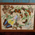 Lot 049 - Vintage Brazilian Butterfly Taxidermy Tray, Butterflies Under Glass, Inlaid Wood Surround, Sold At Florida Bazaar By Daniel Teixeira, Paper Label
