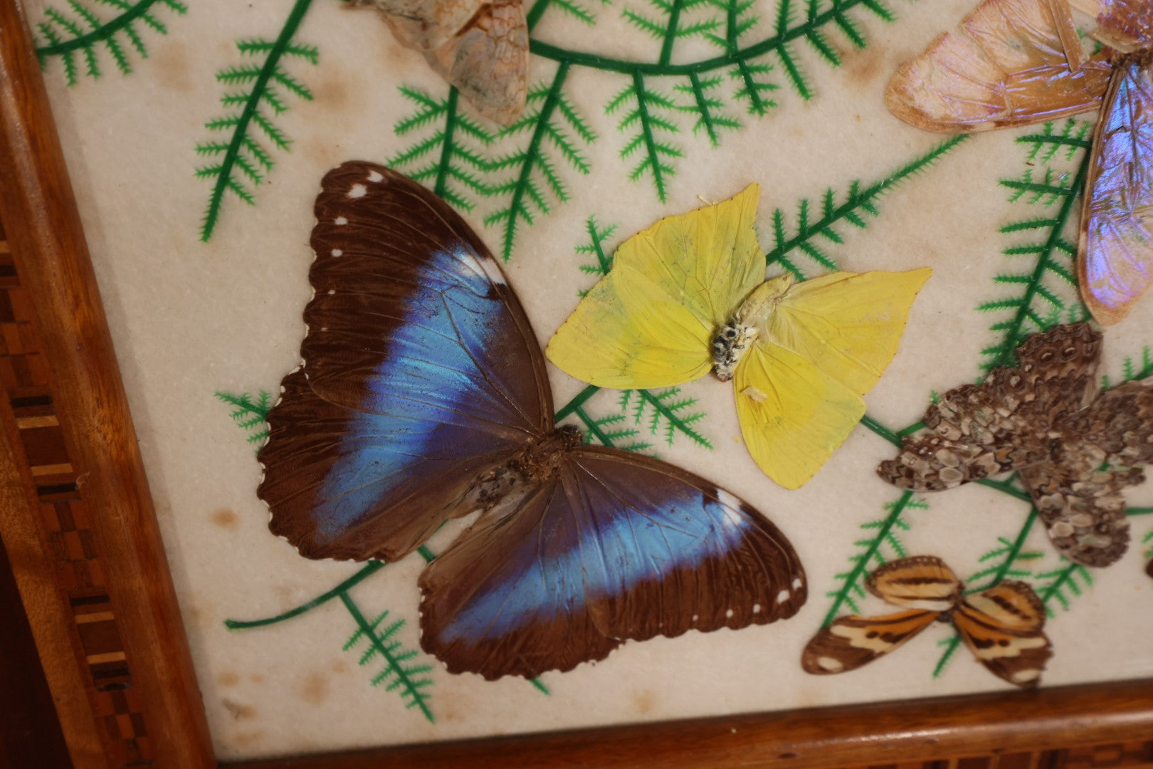 Lot 049 - Vintage Brazillian Butterfly Taxidermy Tray, Butterflies Under Glass, Inlaid Wood Surround, Sold At Florida Bazaar By Daniel Teixeira, Paper Label