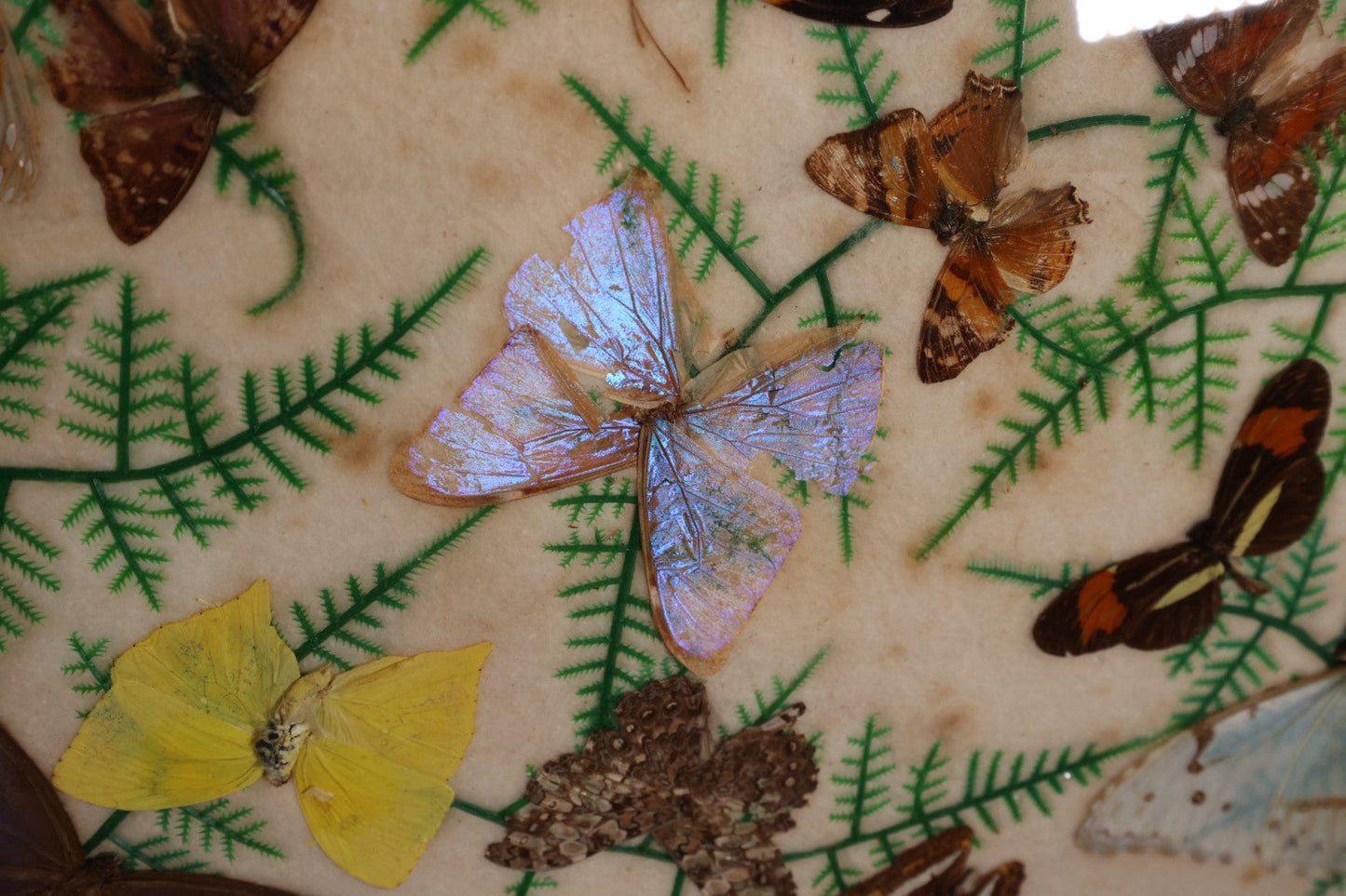 Lot 049 - Vintage Brazillian Butterfly Taxidermy Tray, Butterflies Under Glass, Inlaid Wood Surround, Sold At Florida Bazaar By Daniel Teixeira, Paper Label