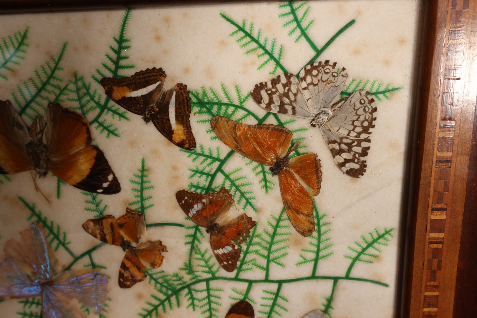 Lot 049 - Vintage Brazillian Butterfly Taxidermy Tray, Butterflies Under Glass, Inlaid Wood Surround, Sold At Florida Bazaar By Daniel Teixeira, Paper Label