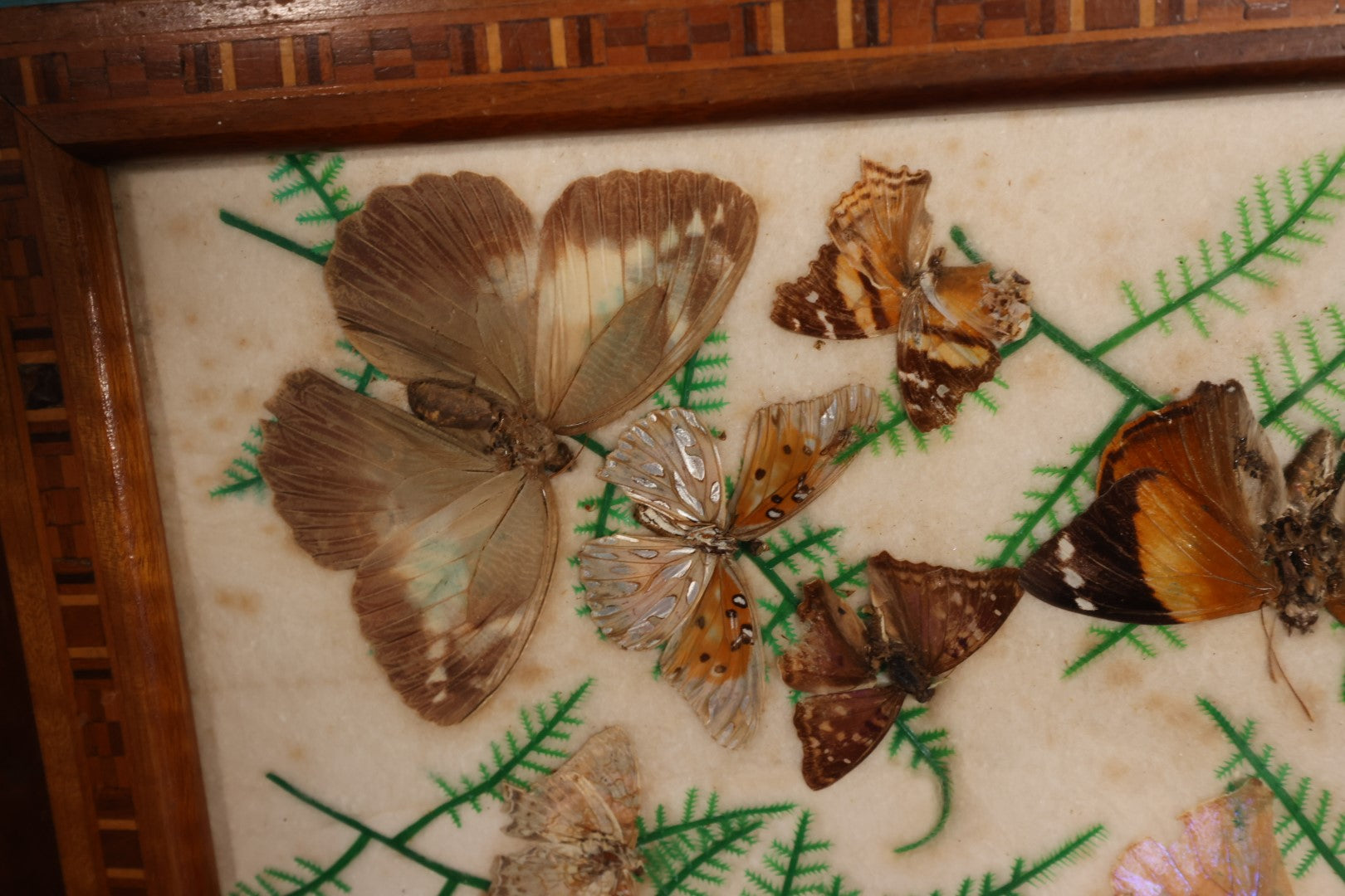 Lot 049 - Vintage Brazillian Butterfly Taxidermy Tray, Butterflies Under Glass, Inlaid Wood Surround, Sold At Florida Bazaar By Daniel Teixeira, Paper Label