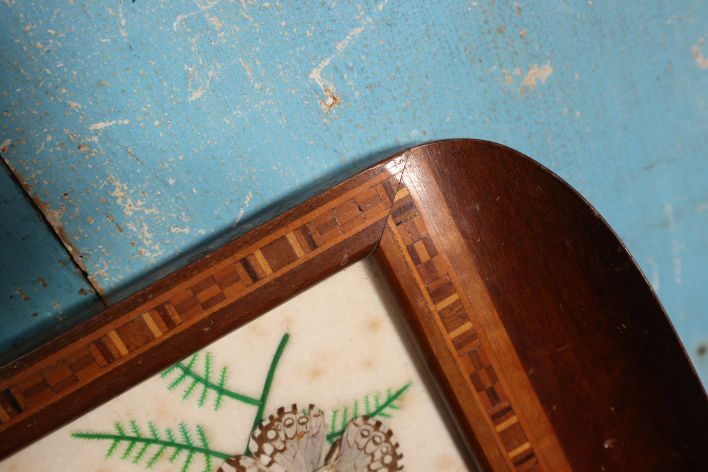 Lot 049 - Vintage Brazillian Butterfly Taxidermy Tray, Butterflies Under Glass, Inlaid Wood Surround, Sold At Florida Bazaar By Daniel Teixeira, Paper Label