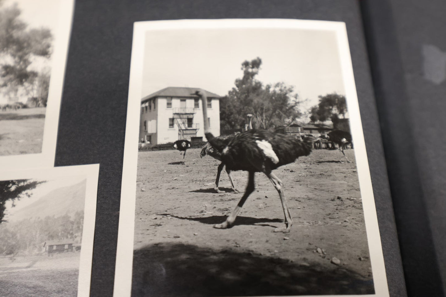 Lot 115 - Early 20th Century Family Snapshot Photo Album Featuring Children On Christmas, Gatherings, Ostriches