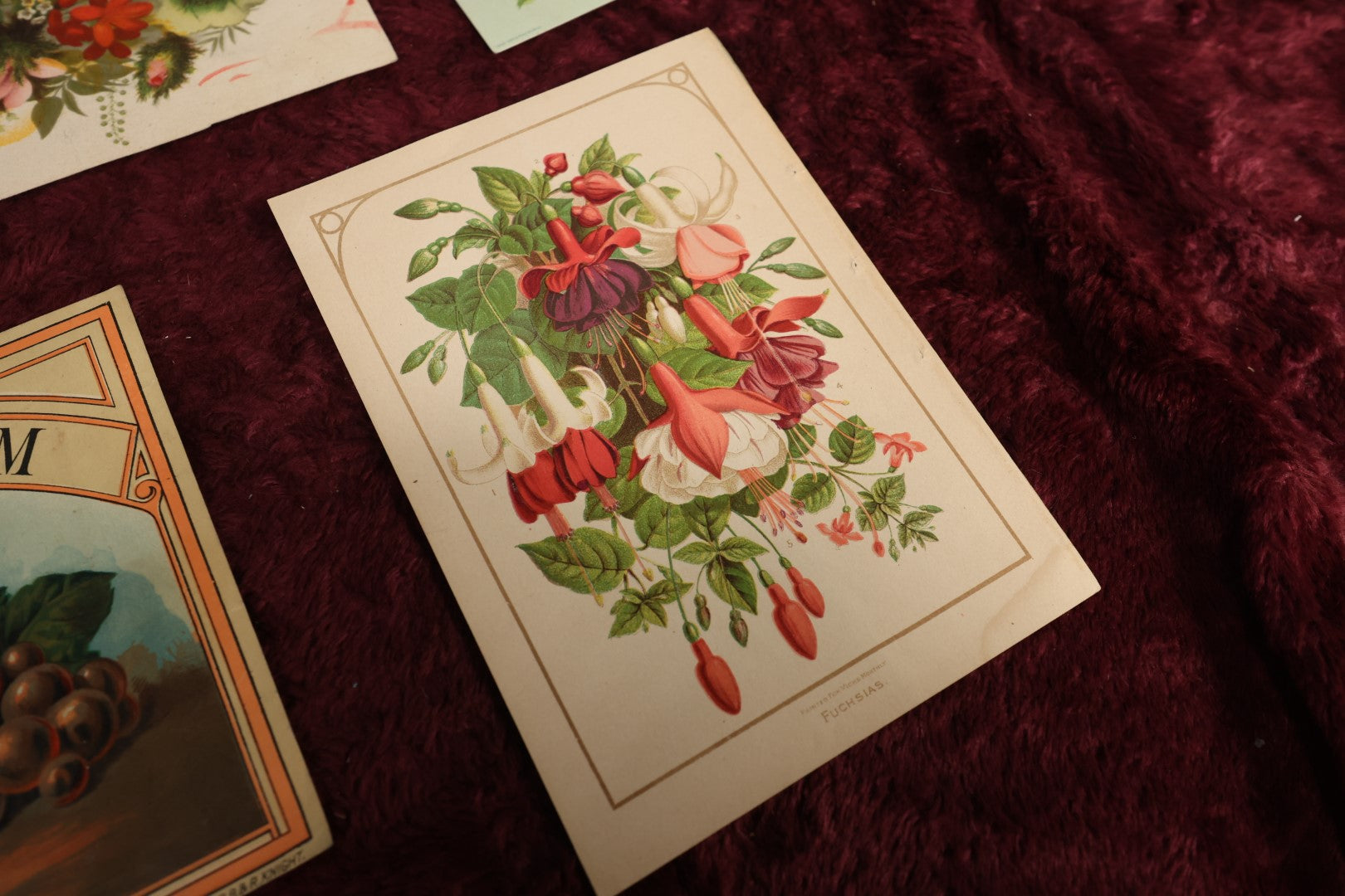 Lot 131 - Ephemera Lot - Seven Piece Antique Floral And Botanical Chromo Litho Grouping Including Book Plates And Fruit of The Loom