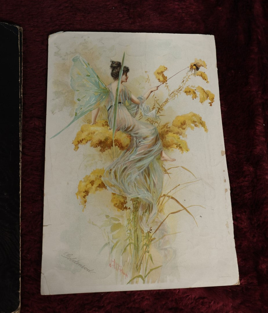 Lot 137 - Ephemera Lot - Chromo Litho of Fairy In Black Folder,  "Goldenrod" By William A. Mc Culloch, G.H. Bueck And Co Lithographer