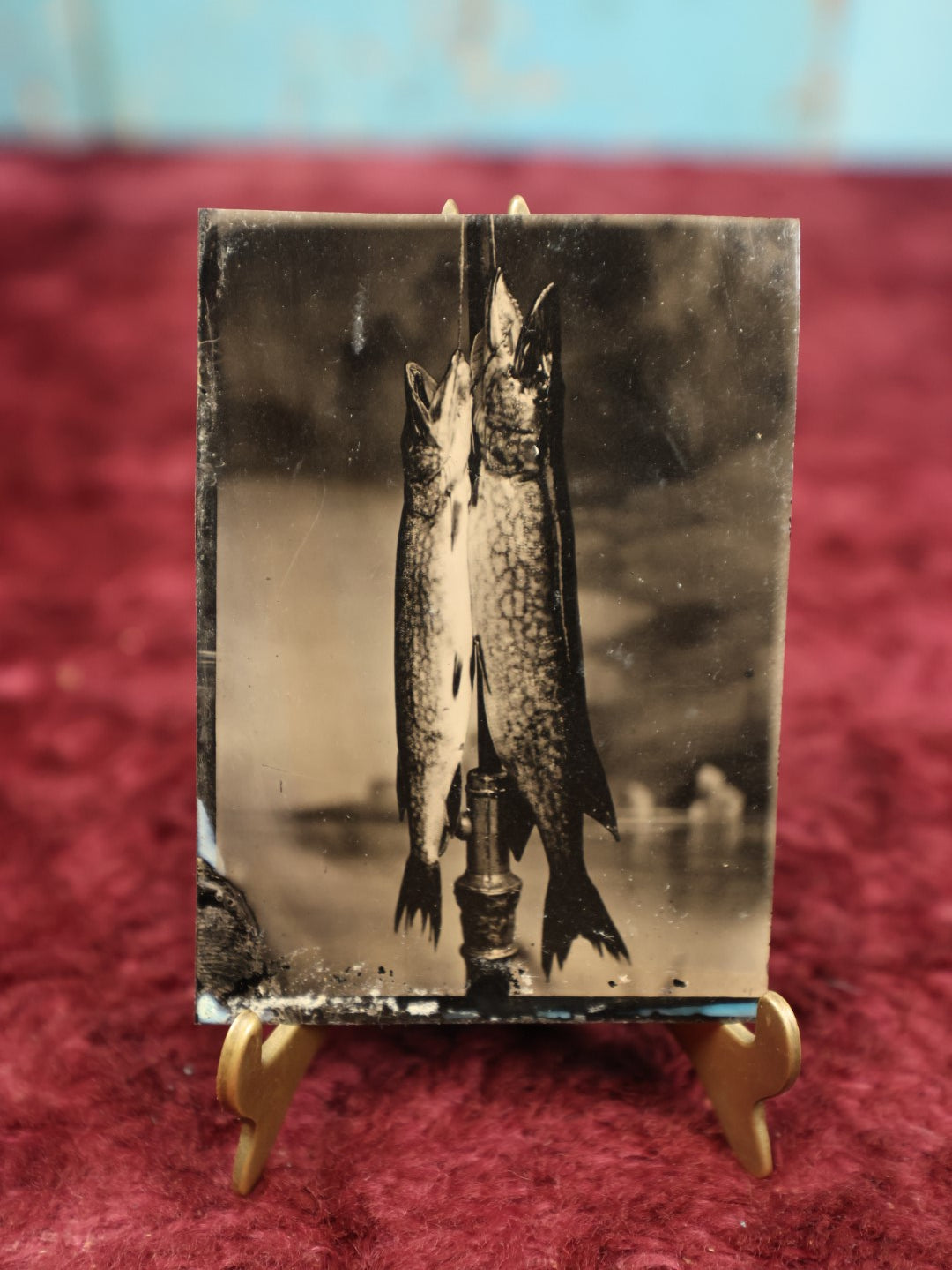 Lot 014 - Rare Antique Tintype Photograph Of Fish, Pike Or Trout, Two Or Three Fish Strung Up On Line, Hanging From Stand, Fishing And Fisherman's Interest