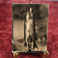 Lot 014 - Rare Antique Tintype Photograph Of Fish, Pike Or Trout, Two Or Three Fish Strung Up On Line, Hanging From Stand, Fishing And Fisherman's Interest