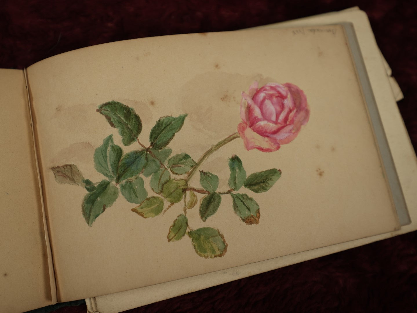 Lot 040 - Circa 1885 Watercolor And Sketchbook Documenting Bermuda Flora, Many Plants And Flowers Illustrated, Pencil And Watercolor