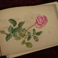 Lot 040 - Circa 1885 Watercolor And Sketchbook Documenting Bermuda Flora, Many Plants And Flowers Illustrated, Pencil And Watercolor