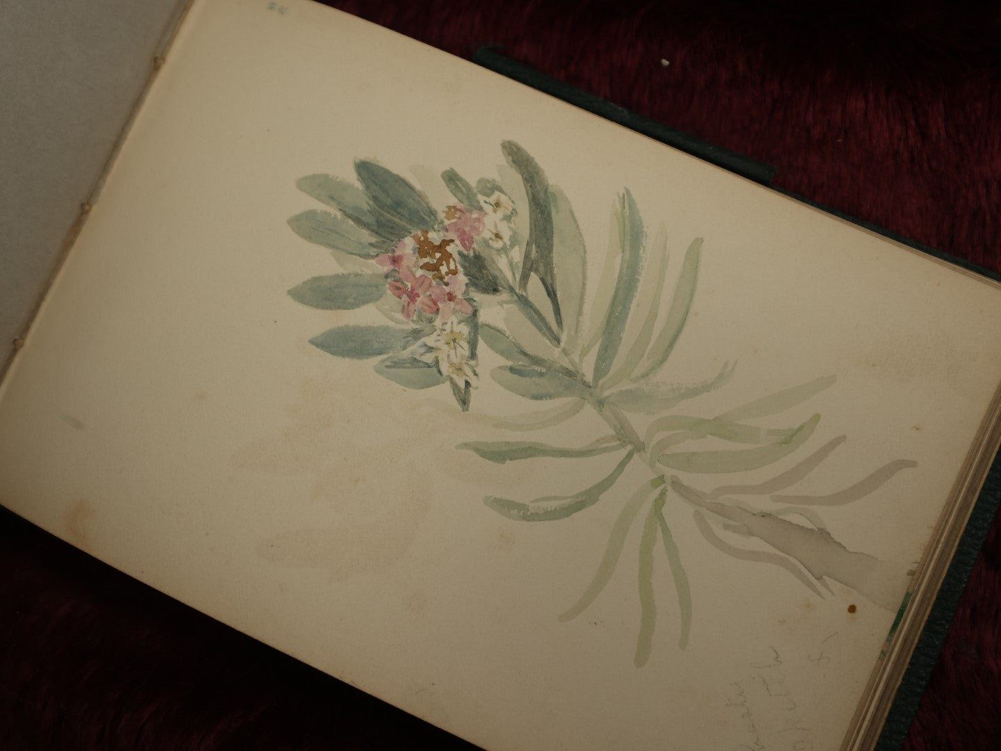 Lot 040 - Circa 1885 Watercolor And Sketchbook Documenting Bermuda Flora, Many Plants And Flowers Illustrated, Pencil And Watercolor