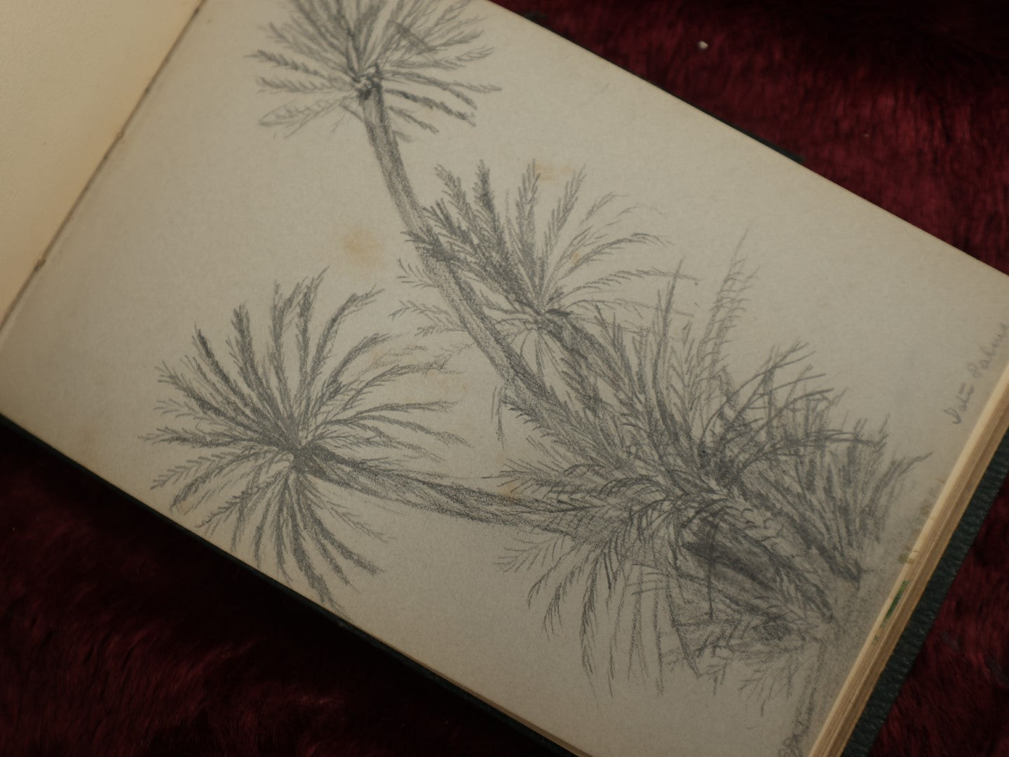 Lot 040 - Circa 1885 Watercolor And Sketchbook Documenting Bermuda Flora, Many Plants And Flowers Illustrated, Pencil And Watercolor