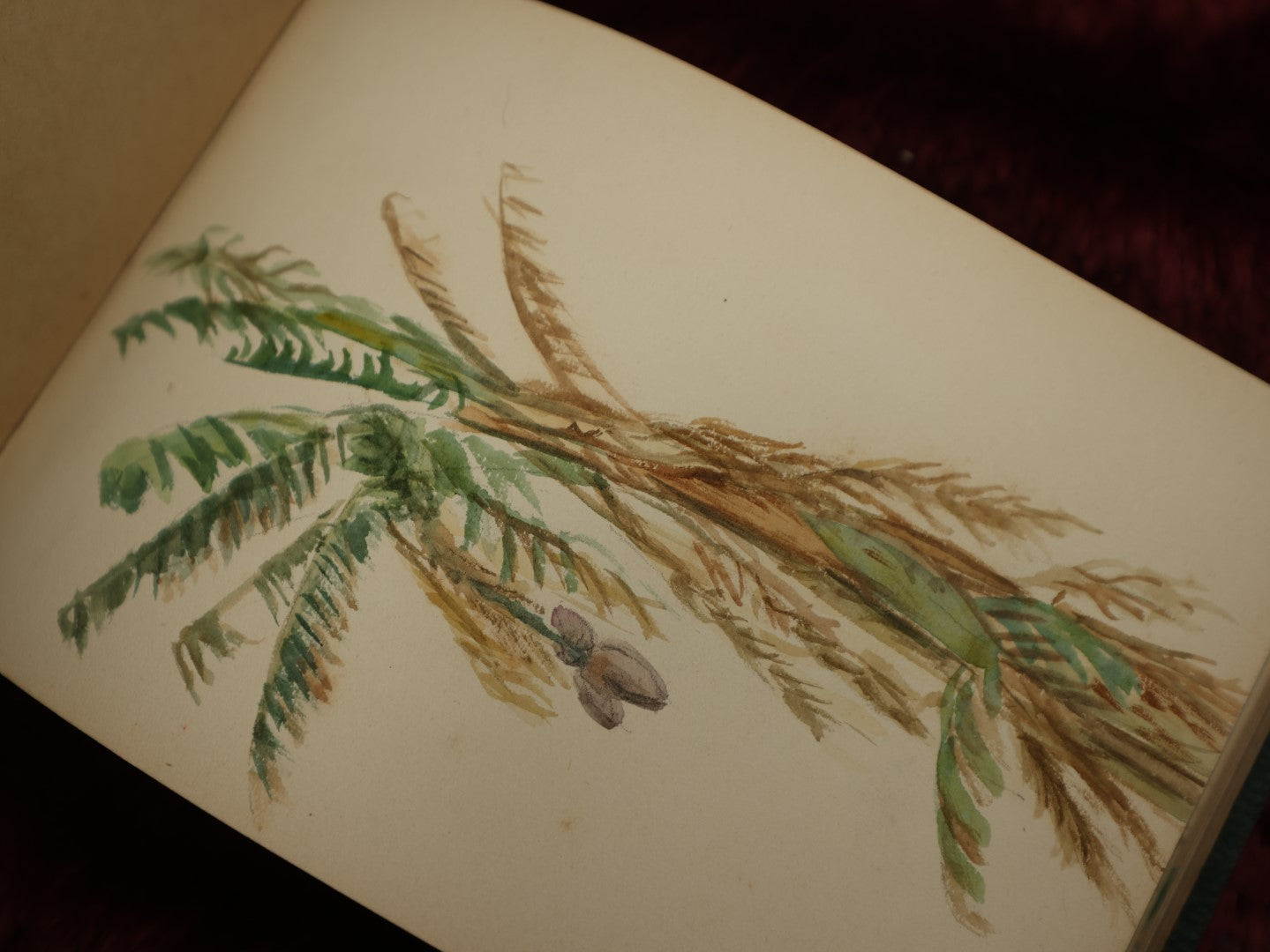 Lot 040 - Circa 1885 Watercolor And Sketchbook Documenting Bermuda Flora, Many Plants And Flowers Illustrated, Pencil And Watercolor