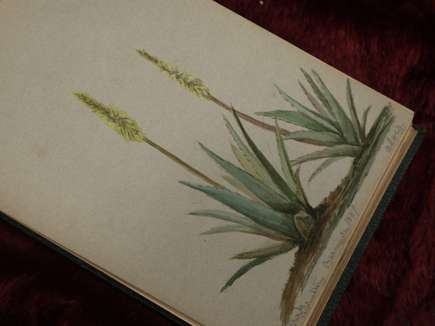 Lot 040 - Circa 1885 Watercolor And Sketchbook Documenting Bermuda Flora, Many Plants And Flowers Illustrated, Pencil And Watercolor