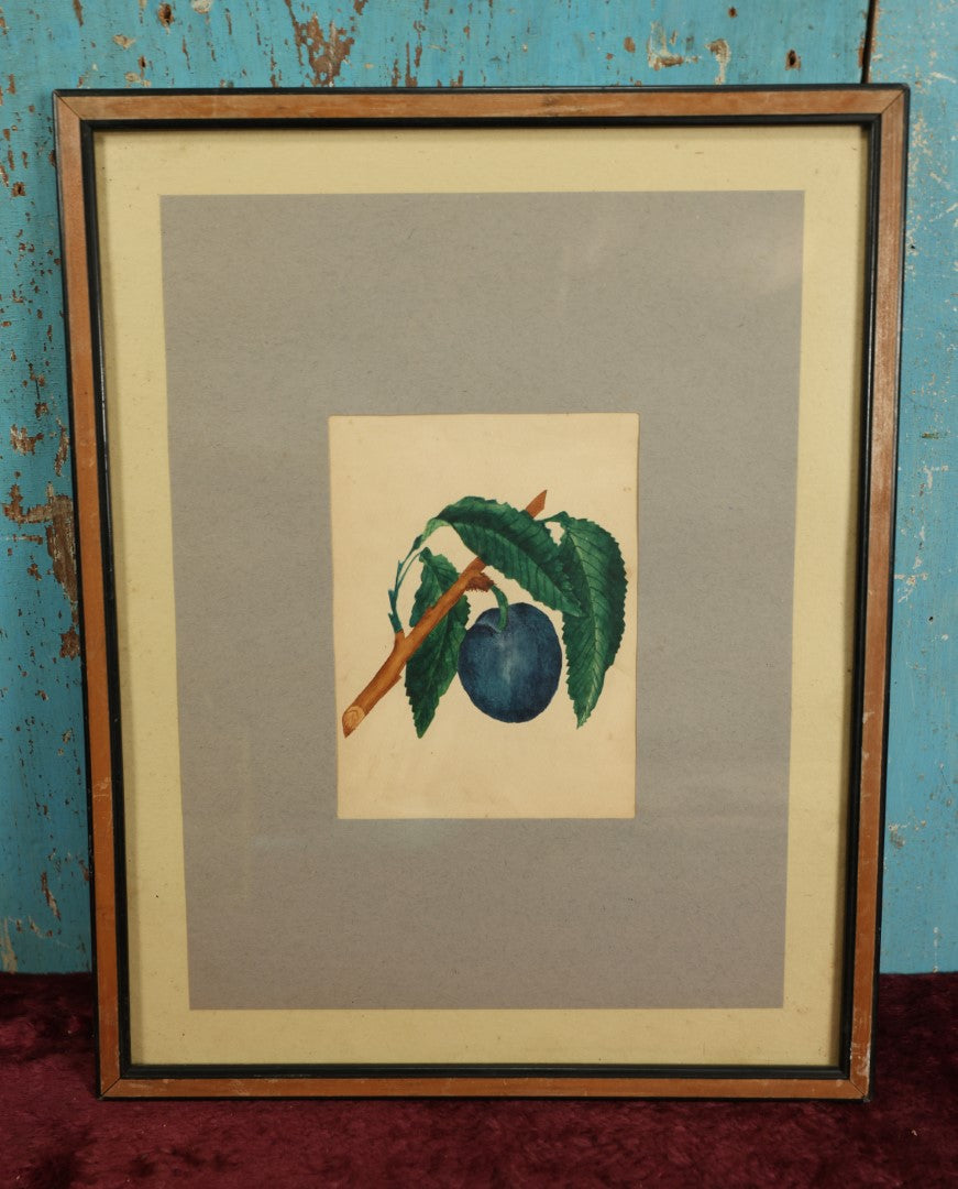 Lot 014 - Antique Botanical Watercolor Painting Of A Plum On A Branch, In Frame With Paper Mat