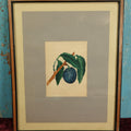 Lot 014 - Antique Botanical Watercolor Painting Of A Plum On A Branch, In Frame With Paper Mat