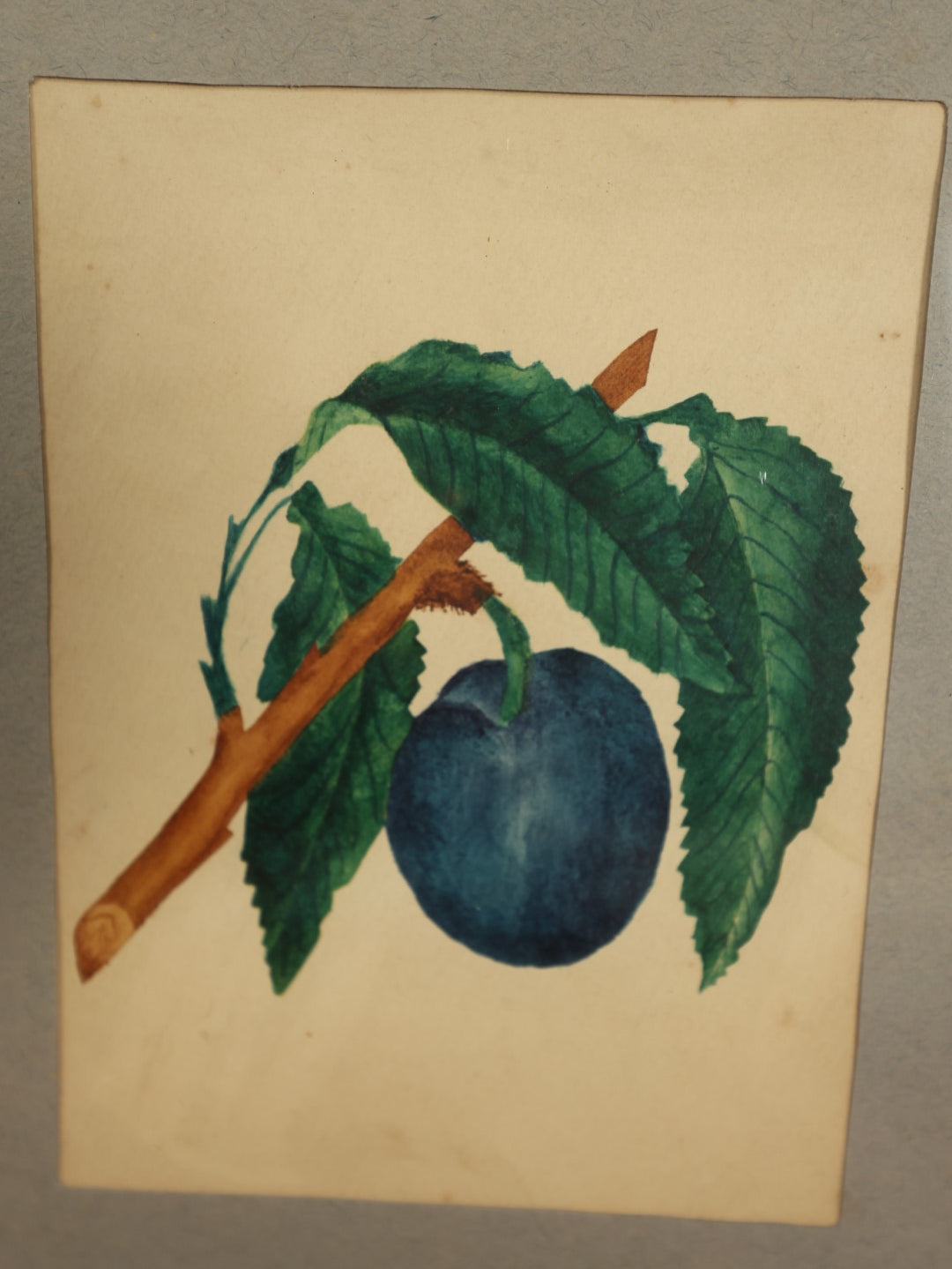 Lot 014 - Antique Botanical Watercolor Painting Of A Plum On A Branch, In Frame With Paper Mat