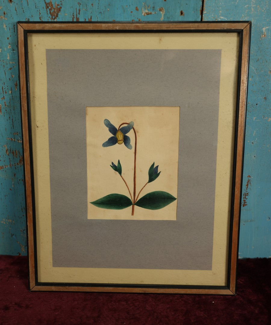 Lot 015 - Antique Botanical Watercolor Painting Of Clematis Integrifolia, "Virgins-Bower," In Frame With Paper Mat