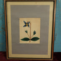 Lot 015 - Antique Botanical Watercolor Painting Of Clematis Integrifolia, "Virgins-Bower," In Frame With Paper Mat