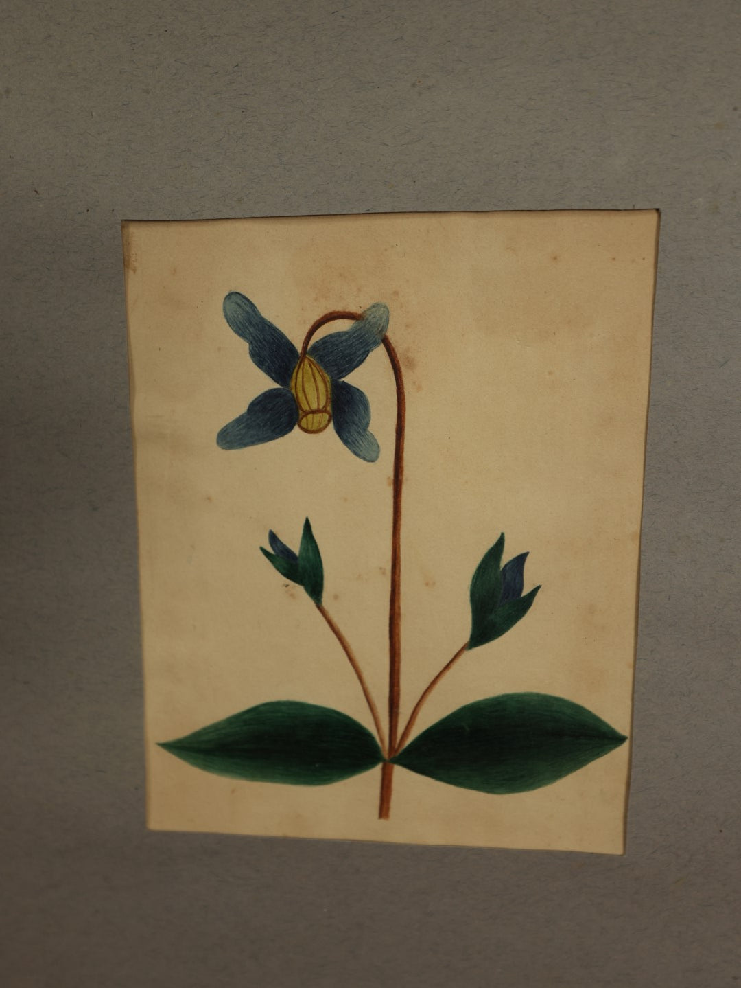 Lot 015 - Antique Botanical Watercolor Painting Of Clematis Integrifolia, "Virgins-Bower," In Frame With Paper Mat