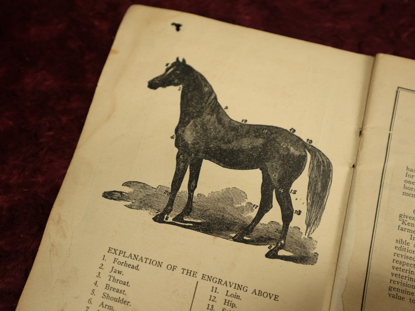 Lot 091 - Single Ephemera Booklet, "A Treatise On The Horse And His Diseases," 1936 Revised Edition, Published By Dr. B.J. Kendall Company