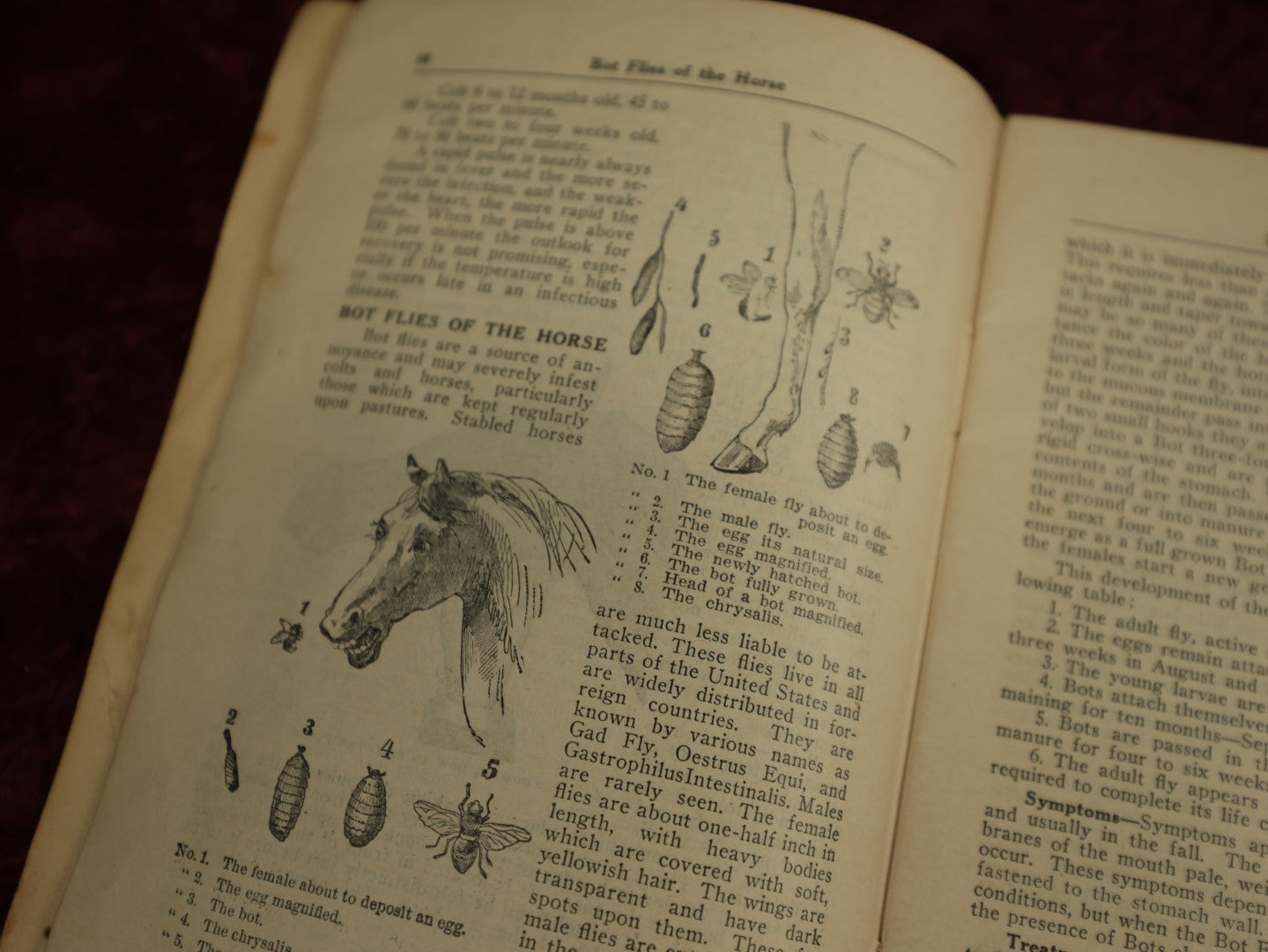 Lot 091 - Single Ephemera Booklet, "A Treatise On The Horse And His Diseases," 1936 Revised Edition, Published By Dr. B.J. Kendall Company