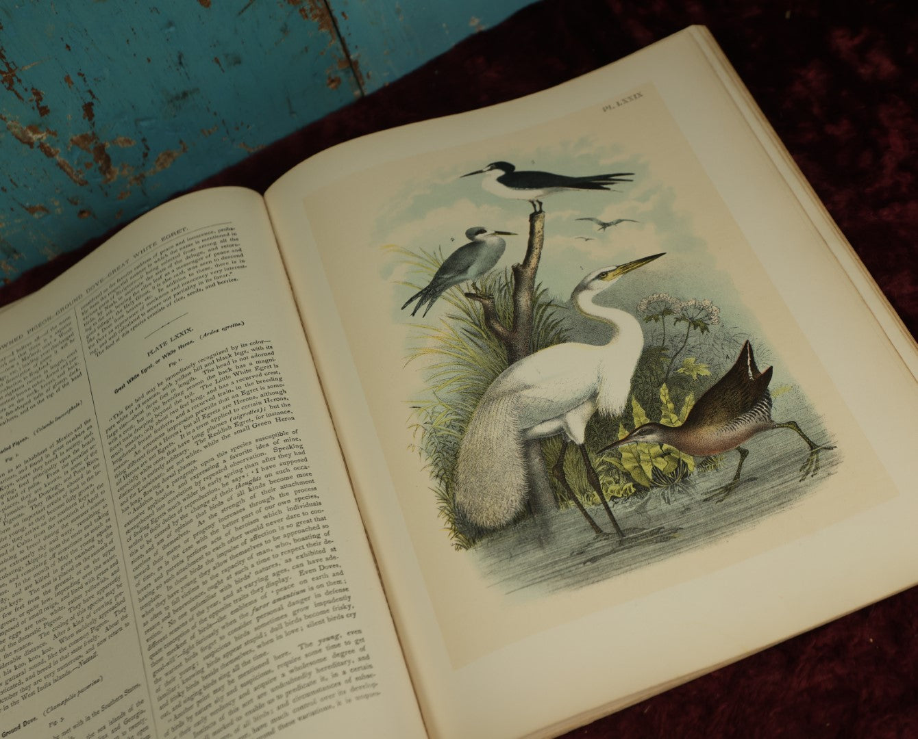 Lot 137 - Antique Book Remnants With Dozens Of High Quality Chromo Lithographed Plates Of A Variety Of Bird Species, No Cover, Great For Prints And Framing