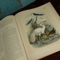 Lot 137 - Antique Book Remnants With Dozens Of High Quality Chromo Lithographed Plates Of A Variety Of Bird Species, No Cover, Great For Prints And Framing