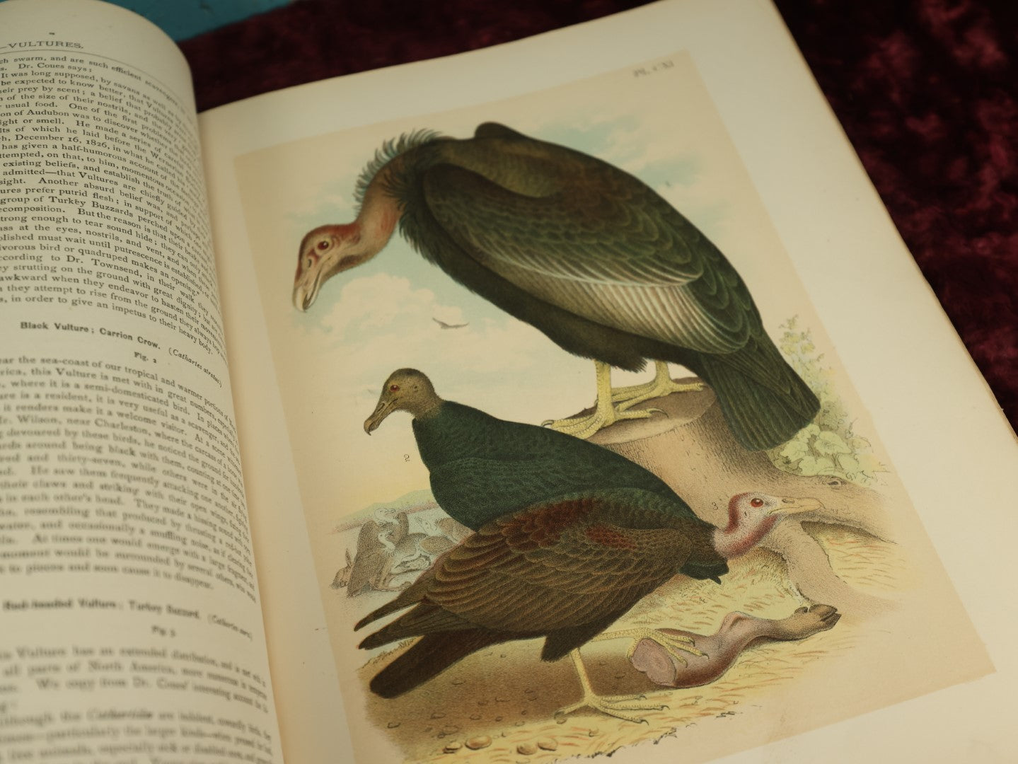 Lot 137 - Antique Book Remnants With Dozens Of High Quality Chromo Lithographed Plates Of A Variety Of Bird Species, No Cover, Great For Prints And Framing