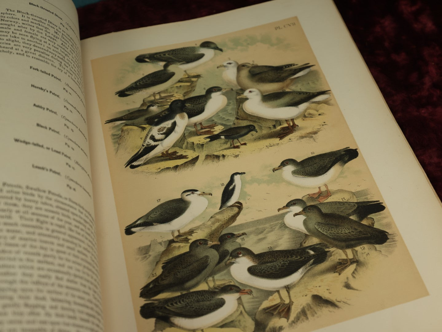 Lot 137 - Antique Book Remnants With Dozens Of High Quality Chromo Lithographed Plates Of A Variety Of Bird Species, No Cover, Great For Prints And Framing