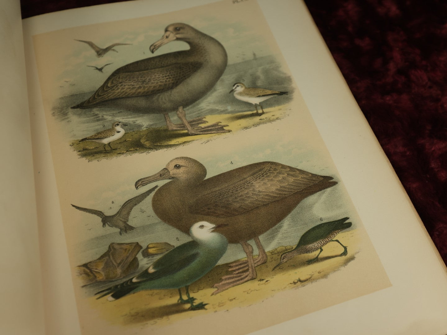 Lot 137 - Antique Book Remnants With Dozens Of High Quality Chromo Lithographed Plates Of A Variety Of Bird Species, No Cover, Great For Prints And Framing