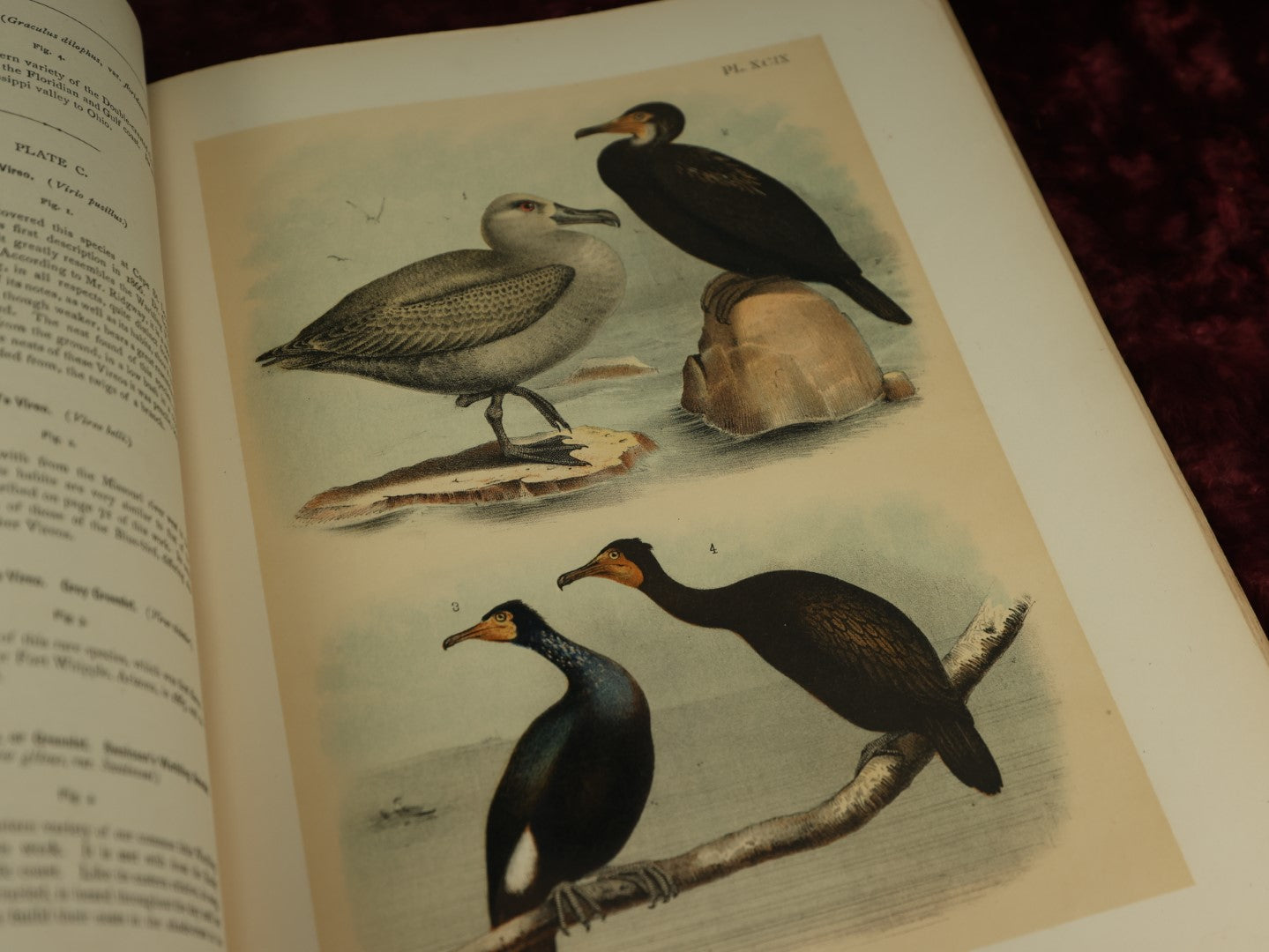 Lot 137 - Antique Book Remnants With Dozens Of High Quality Chromo Lithographed Plates Of A Variety Of Bird Species, No Cover, Great For Prints And Framing