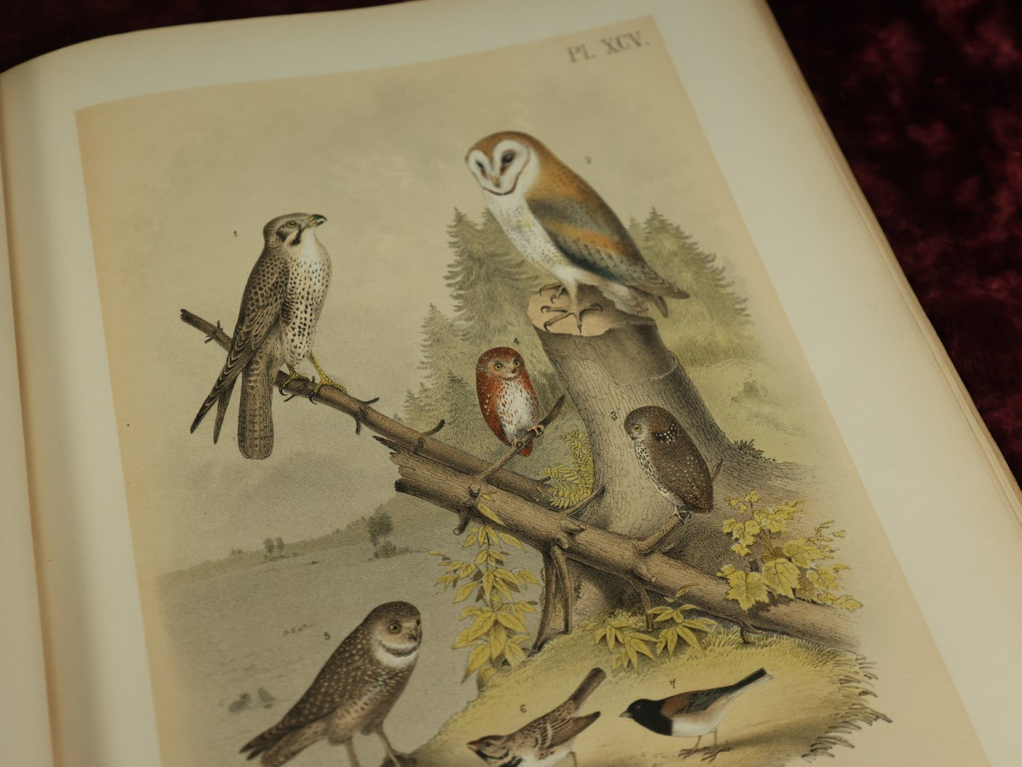 Lot 137 - Antique Book Remnants With Dozens Of High Quality Chromo Lithographed Plates Of A Variety Of Bird Species, No Cover, Great For Prints And Framing