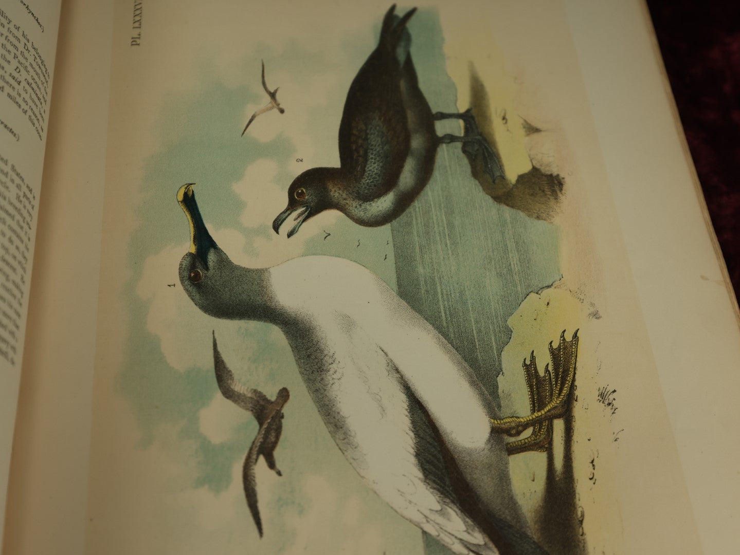 Lot 137 - Antique Book Remnants With Dozens Of High Quality Chromo Lithographed Plates Of A Variety Of Bird Species, No Cover, Great For Prints And Framing